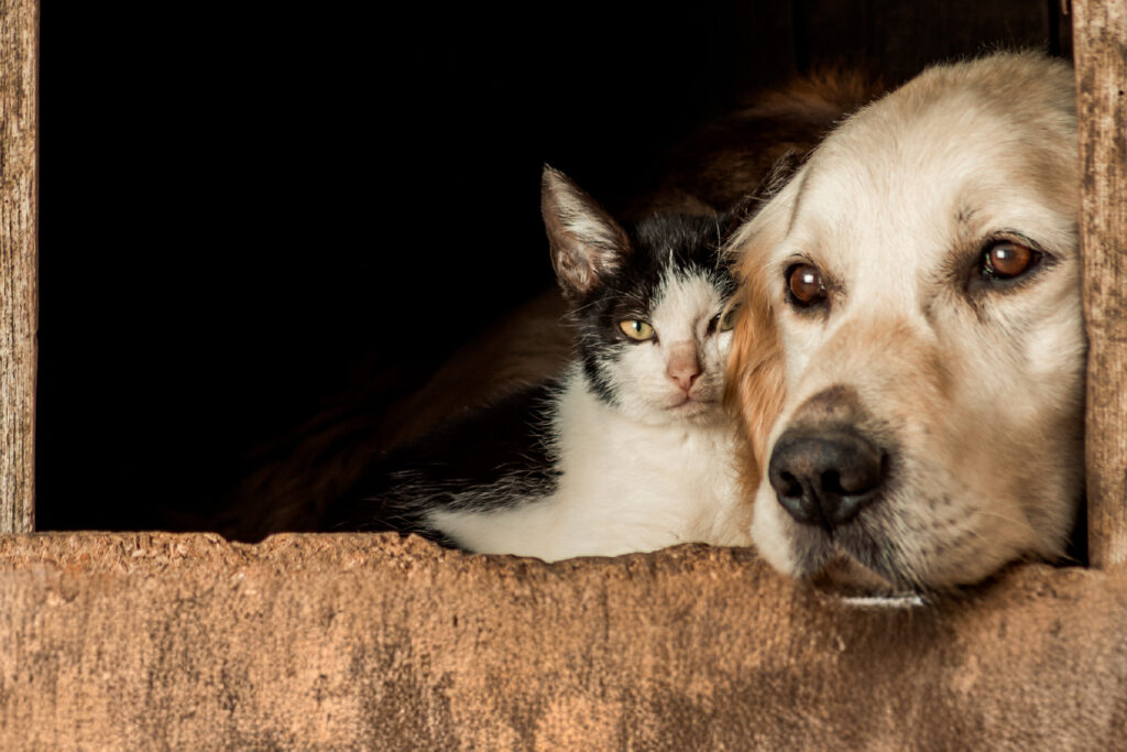 MPPE recomenda criação de políticas públicas de proteção aos animais