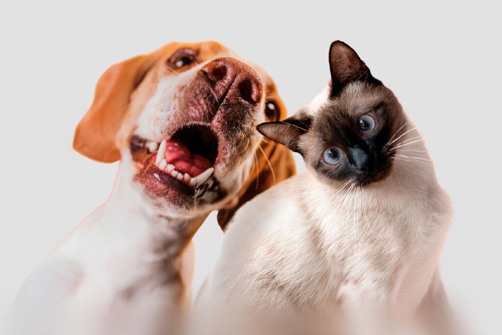 Recomendação pede aumento da proteção para animais em Panelas
